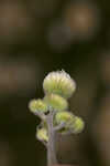 Oakleaf fleabane